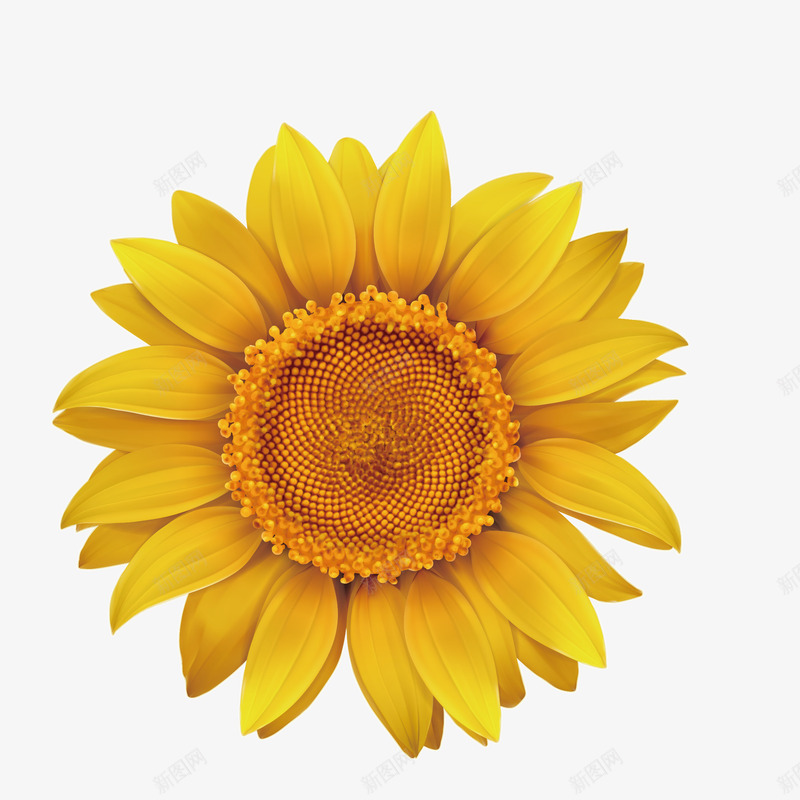 黄色的向日葵png免抠素材_新图网 https://ixintu.com png图形 png装饰 向日葵 向阳花 花朵 装饰 黄色
