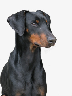 夹杂黑色和棕色夹杂的狗高清图片