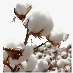 棉花图形成熟的棉花高清图片