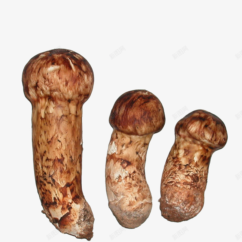 松茸食物png免抠素材_新图网 https://ixintu.com 图案 实物 小清新 松茸 植物 菌 蘑菇 野味 野生 食物