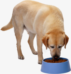 犬类吃狗粮的拉布拉多高清图片
