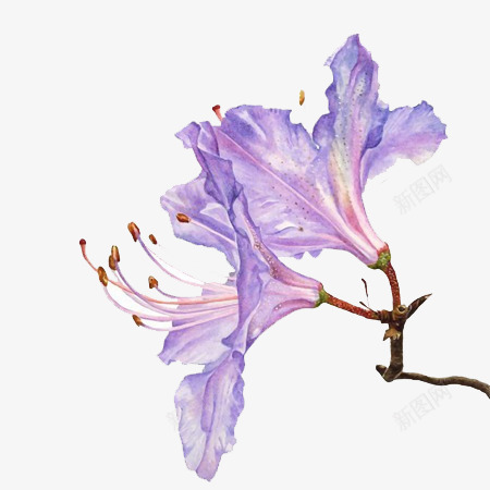 紫色的花手绘png免抠素材_新图网 https://ixintu.com 唯美 手绘 紫罗兰 紫色花朵