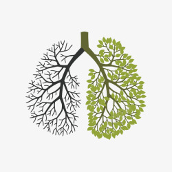 器官肺人体器官片高清图片