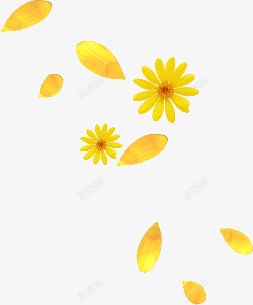 黄色花朵和花瓣png免抠素材_新图网 https://ixintu.com 太阳花 花朵 花瓣 黄色