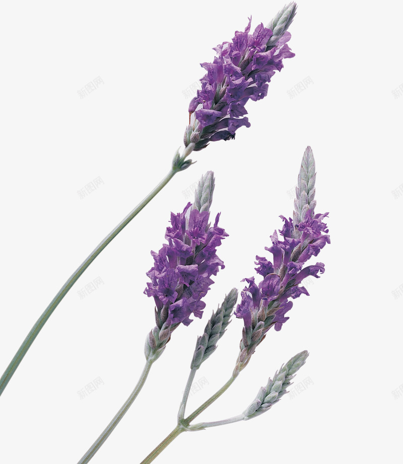 紫色唯美薰衣草背景png免抠素材_新图网 https://ixintu.com 唯美 素材背景 紫色 薰衣草