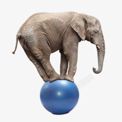 踩球创意踩蓝色的球的大象高清图片