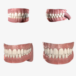 3D护齿牙3d假牙模型高清图片