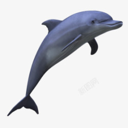 蓝紫色海豚跳跃素材