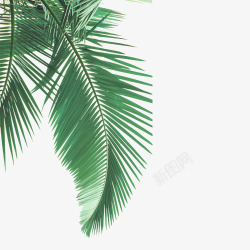 椰叶绿色植物叶子图高清图片