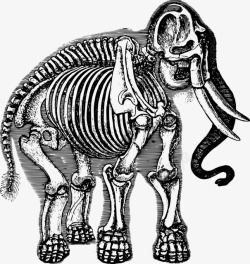 大象骨骼化石插画素材