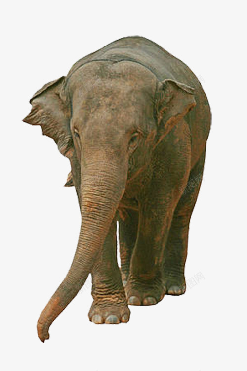 威严动物非洲大象png免抠素材_新图网 https://ixintu.com 免抠 动物 大笨象 大象 实物 实物图 象鼻