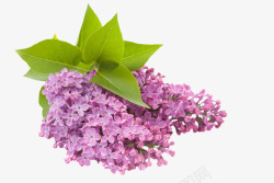 绿叶紫色小花素材