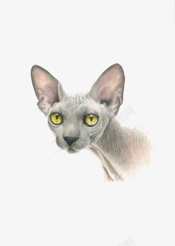 黄眼睛灰色的无毛猫高清图片