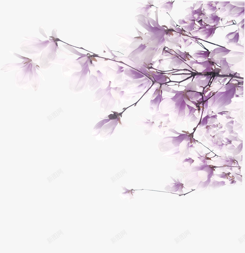 紫色清新花枝装饰图案png免抠素材_新图网 https://ixintu.com 免抠PNG 清新 紫色 花枝 装饰图案