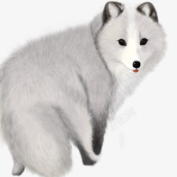 灰色的皮毛灰色狐狸高清图片