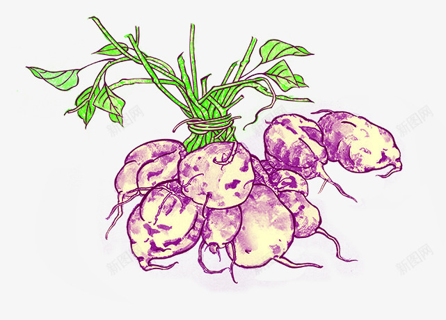 紫色植物紫薯手绘png免抠素材_新图网 https://ixintu.com 植物 紫色