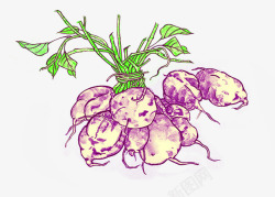 紫色植物紫薯手绘素材