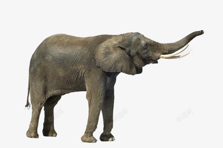 成年有象牙大象png免抠素材_新图网 https://ixintu.com 巨型动物 带象牙大象 成年大象 站立大象