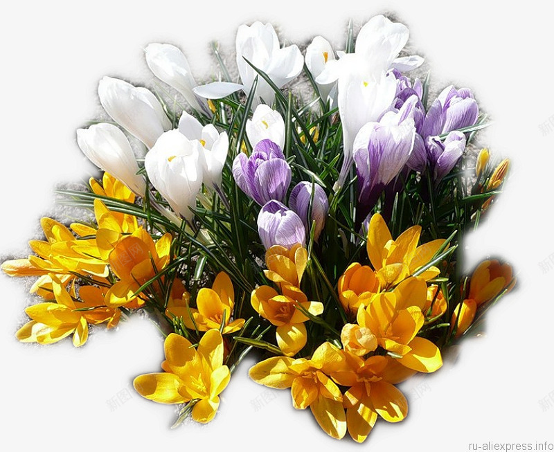 一堆花束png免抠素材_新图网 https://ixintu.com 番红花 白色花朵 紫色花朵 花朵 鲜花 黄色花朵