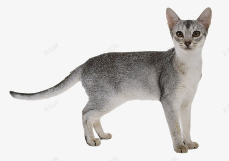 猫灰色的猫小猫png免抠素材_新图网 https://ixintu.com 小猫 灰色的猫 猫 长尾巴的猫