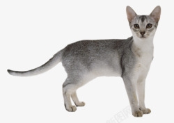 长尾巴的猫猫灰色的猫小猫高清图片