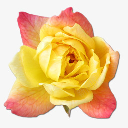 玫瑰黄色2图标png_新图网 https://ixintu.com birthday flower love rose valentine yellow 情人节 爱 玫瑰 生日 花 黄色的