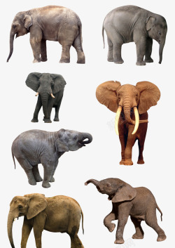 动物剪影手绘大象素材