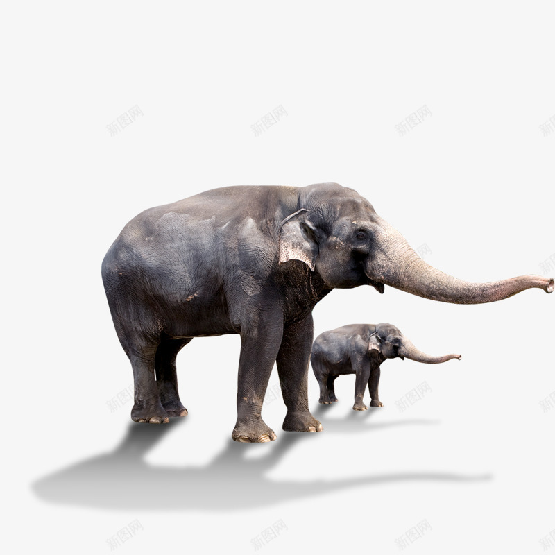 大象小象动物园png免抠素材_新图网 https://ixintu.com 大象小象动物园