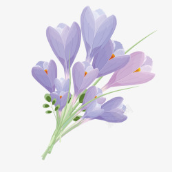 一束紫色花朵紫草素材