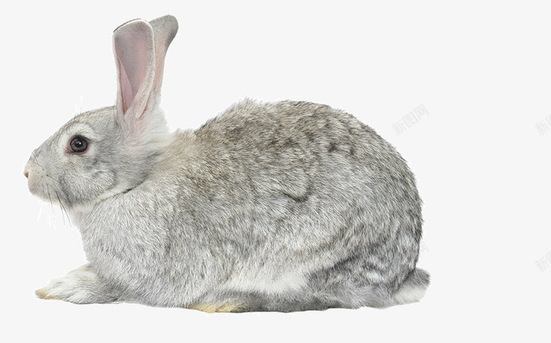 灰色毛的兔子png免抠素材_新图网 https://ixintu.com 兔子 动物 生物 趴着的兔子