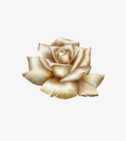 香槟色玫瑰花朵高清图片