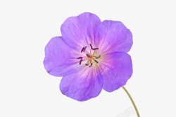 野花紫色花瓣花一朵天竺葵花高清图片