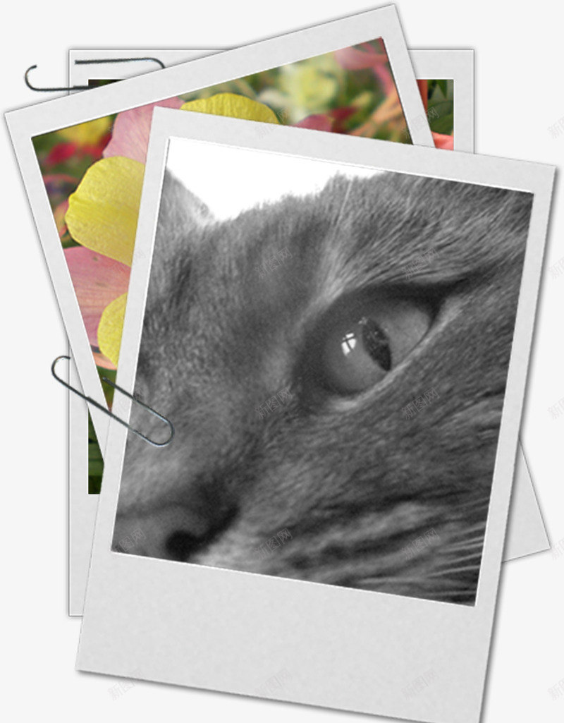 灰色的猫相片夹子psd免抠素材_新图网 https://ixintu.com 灰色 照片 猫 相片夹子 酷炫