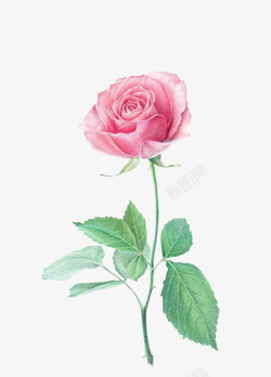 彩铅白色玫瑰玫瑰花朵高清图片