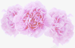 紫色梦幻花朵母亲节康乃馨素材
