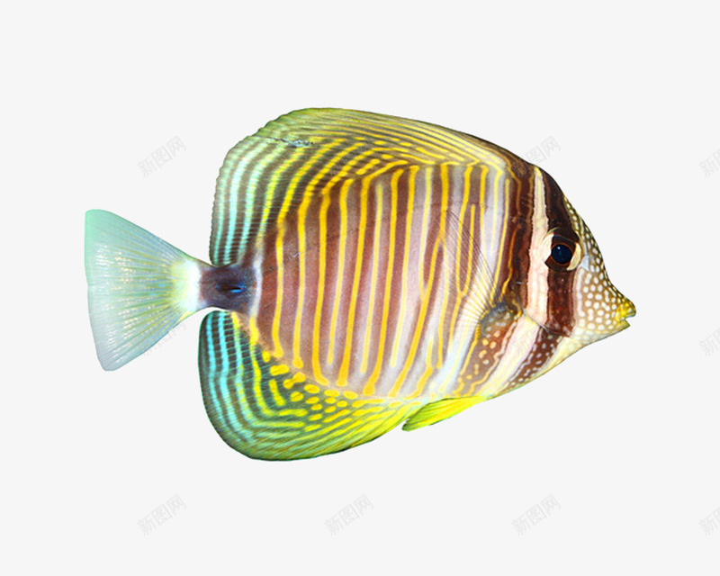 热带鱼png免抠素材_新图网 https://ixintu.com 热带 紫色 鱼