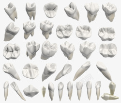 3D护齿牙3d牙齿高清图片