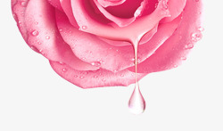 粉色滴水玫瑰素材
