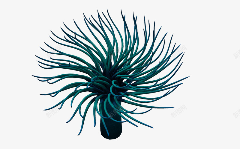 蓝色鱼类png免抠素材_新图网 https://ixintu.com 3D 动物 海底世界 海洋图片 海洋素材 生物 蓝色 触角 鱼