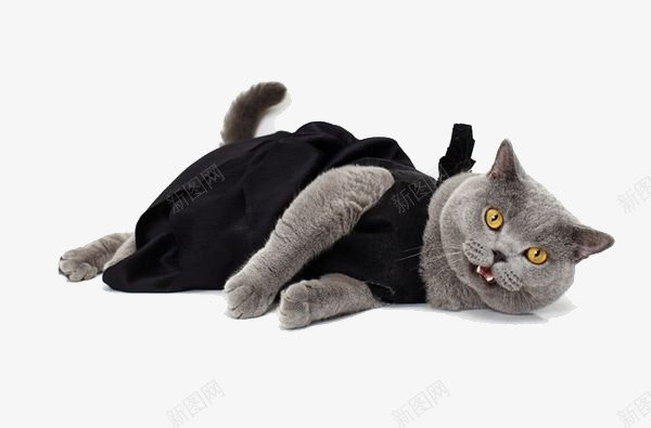 穿衣服的猫咪png免抠素材_新图网 https://ixintu.com 宠物小猫 灰色猫咪 穿衣服的猫