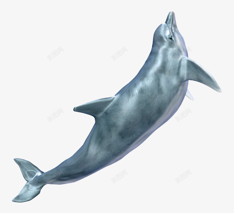 一只可爱的海豚png免抠素材_新图网 https://ixintu.com 免费png图片 动物 哺乳动物 海洋生物 灰色
