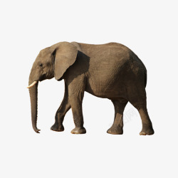 成年大象安静的散步的成年非洲象高清图片