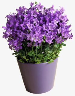 手绘小盆栽紫色花朵盆栽高清图片