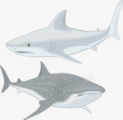 灰色鲨鱼2017灰色大鲨鱼鱼类矢量图高清图片