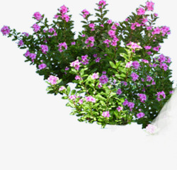 紫色小花花丛装饰素材