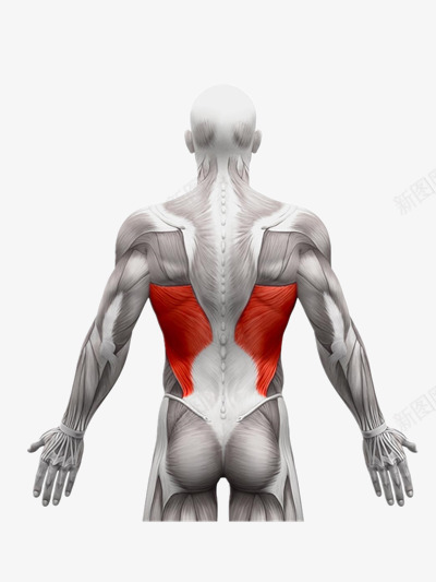 人体肌肉图png免抠素材_新图网 https://ixintu.com 人体3D 人体构造 人体解剖 人形轮廓 肌肉分布 运动