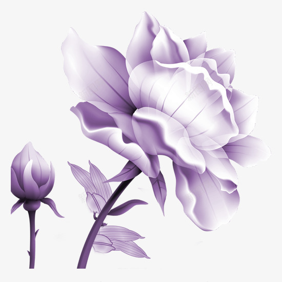 紫色牡丹png免抠素材_新图网 https://ixintu.com 大气紫色花开 牡丹花开 紫色牡丹 高贵气质牡丹