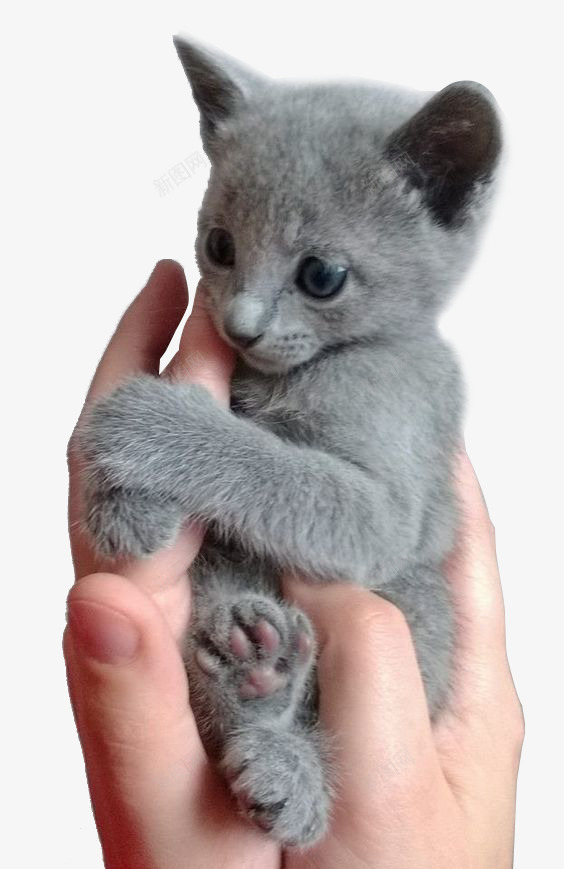 委屈的小猫png免抠素材_新图网 https://ixintu.com 动物 可爱 宠物 灰色