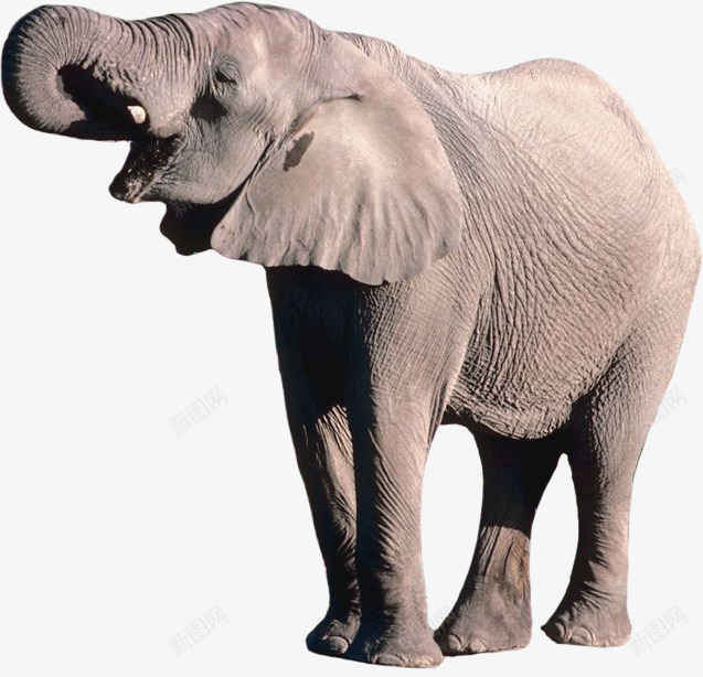 进食的魁梧非洲象png免抠素材_新图网 https://ixintu.com 动物素材 灰色皮肤 进食的大象 非洲象 魁梧的风格