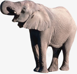 灰色皮肤进食的魁梧非洲象高清图片